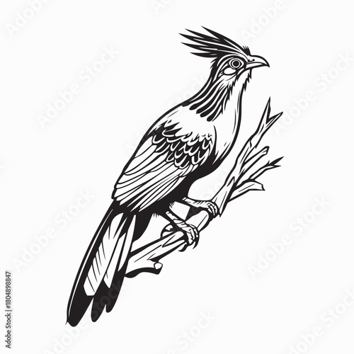 Exotic Hoatzin Birds Perched on Branch Vector on white background