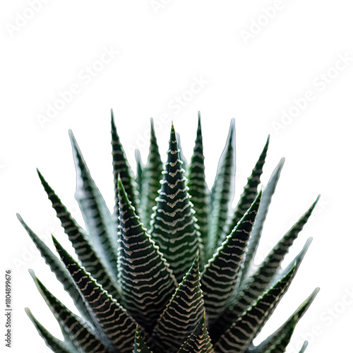 Zebra Haworthia Succulent Plant with Striped Green and White Leaves Isolated on a Black Background Studio Photography Natural Soft Tone