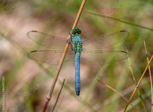 Eastern Pondhawk dragonfly resting on a plant stem in a Driftless Area natural preserve in Wisconsin.
