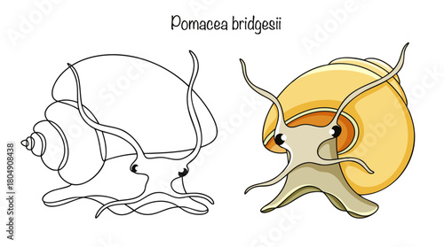 Pomacea bridgesii