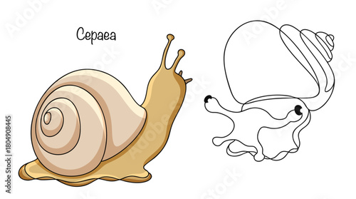 Cepaea
