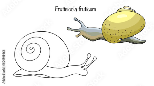 Fruticicola fruticum