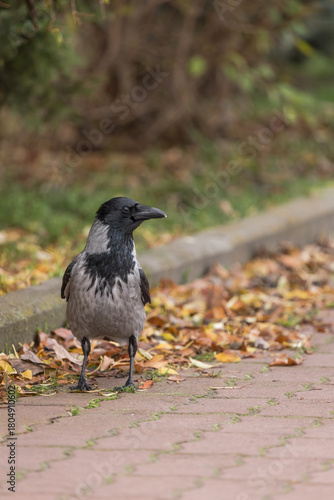 Black and gray crow sits and looks into the camera. Smart bird. Crow's gaze. City birds. Full-length body of a crow. Wise crow. Feeding wild birds. Bird feeder. Communicating with nature. 