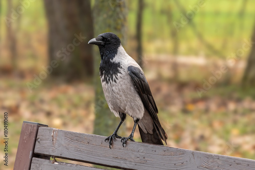 Black and gray crow sits and looks into the camera. Smart bird. Crow's gaze. City birds. Full-length body of a crow. Wise crow. Feeding wild birds. Bird feeder. Communicating with nature. 