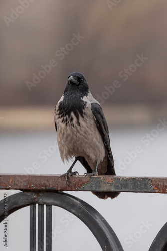 Black and gray crow sits and looks into the camera. Smart bird. Crow's gaze. City birds. Full-length body of a crow. Wise crow. Feeding wild birds. Bird feeder. Communicating with nature. 