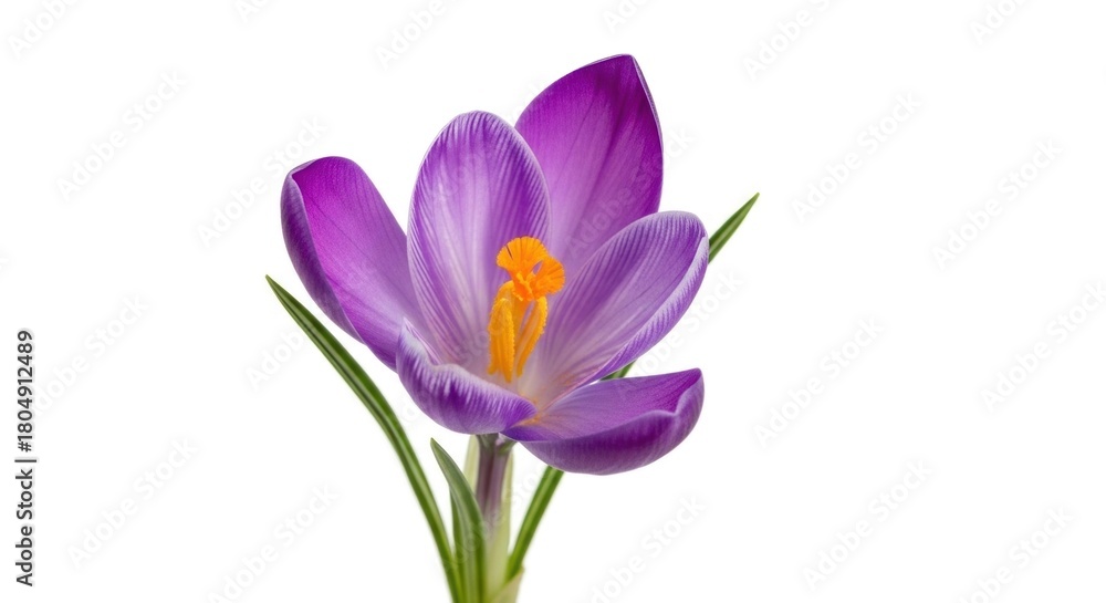 Fototapeta premium A purple crocus flower with a yellow center, isolated on a white background.