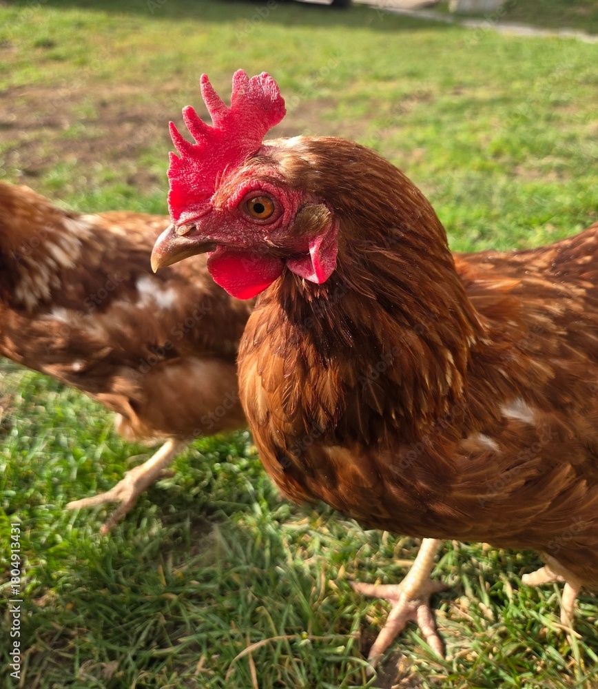 Fototapeta premium Close-up portrait of a brown free-range hen with a red comb standing in green grass on a sunny day; organic farming, healthy poultry in a natural, outdoor environment.