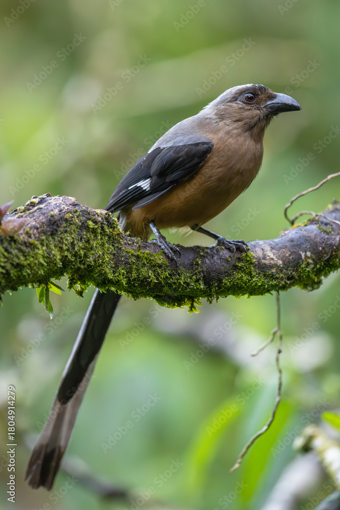 Obraz premium Bornean treepie perched on a branch in the rainforest
