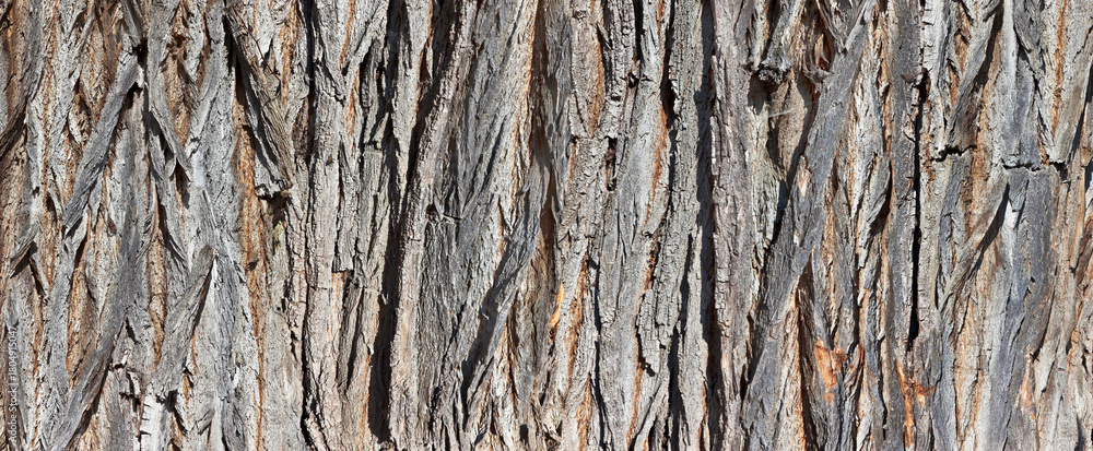Obraz premium Gnarled bark as a close-up in panorama format.