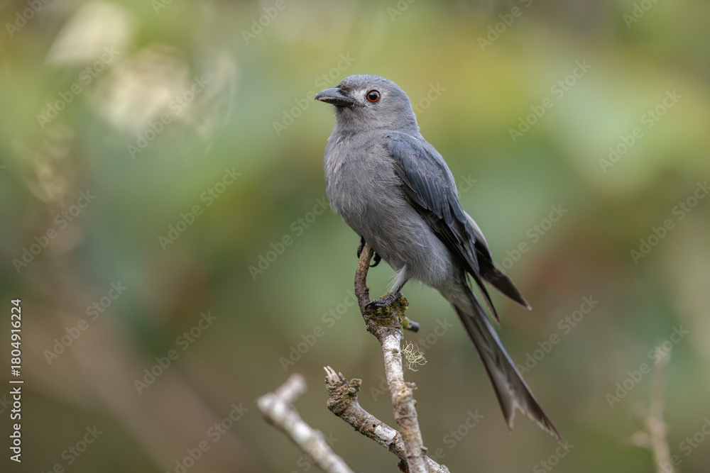 Fototapeta premium Ashy Drongo (Bornean) perched on a branch in the bornean rainforest