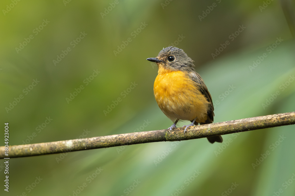 Fototapeta premium Dayak blue flycatcher perched on a branch