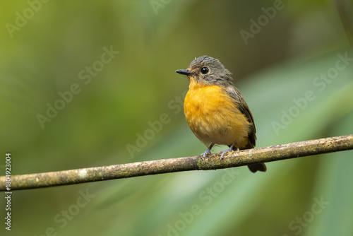 Dayak blue flycatcher perched on a branch