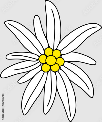 Edelweiss flower icon, a symbol of mountaineering and summiting.