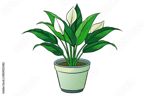 Green houseplant in a decorative flowerpot, featuring vibrant foliage and natural growth, perfect for home decoration or botany projects