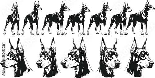 Doberman Pinscher vector poses, black and white dog illustrations, full body and headshots, stylized pet graphics for design, tattoo, logo