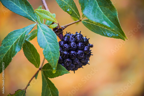Eleutherococcus senticosus ripe berries and fruits in autumn. colorful autumn photo. illustration of autumn and nature colors
