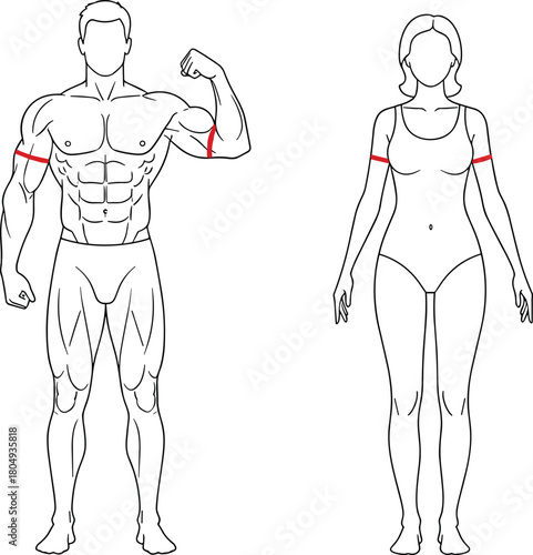 Vector outline of man and woman body, measuring arm circumference with red lines, fitness and muscle building concept.