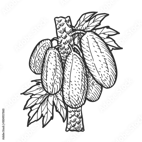 Branch and bunch of papaya fruit, vector illustration in vintage linear style. Pawpaw sketch.
