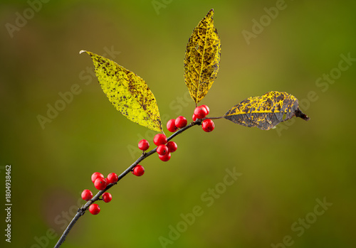 Branch of winterberry holly (Ilex verticillata) with berries and remaining leaves in autumn in central Virginia. Berries are favorite food of birds.