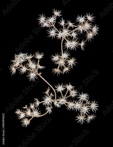 Star-shaped sepals of blue mistflower  (Conoclinium coelestinum) after tiny seeds have dispersed in autumn. Each 
