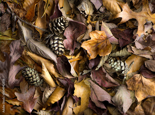 Leaves of American dogwood, American beech, tulip tree, red oak, and other trees on forest floor in autumn in central Virginia.