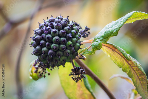 Eleutherococcus senticosus ripe berries and fruits in autumn. colorful autumn photo. illustration of autumn and nature colors
