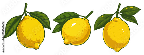 Three fresh lemons with green leaves – detailed citrus fruit illustration for food and market design