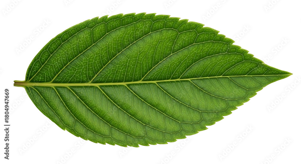 Fototapeta premium green leaf on white background