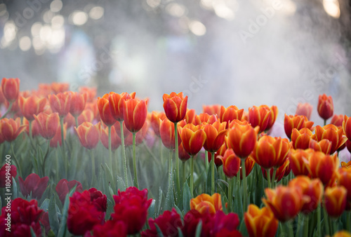 Fotografía Tulips flower at chiangrai asean flower festival thailand