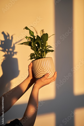 Hands holding houseplant during golden hour