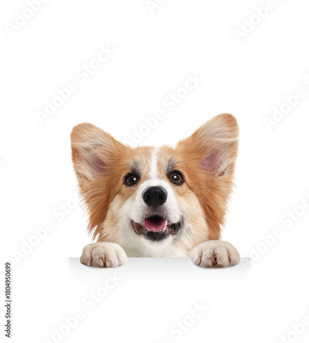 Konstfotografi Cute dog peeking out on white background