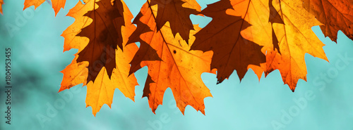 Autumn oak Leaf Against Turquoise Sky: Warm Orange Colorful Foliage in Nature
