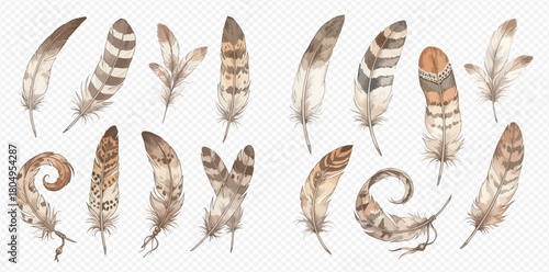 Watercolor illustration of various natural bird feathers in earthy tones and patterns.