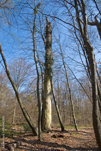 forêt de Fontainebleau