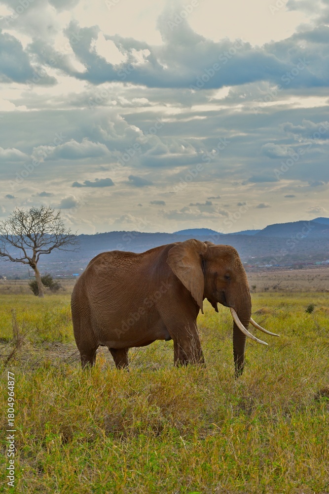 Fototapeta premium A elephant walks through the African savannah