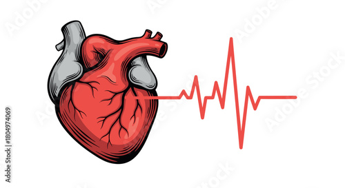 Anatomical human heart illustration with a red electrocardiogram line showing a normal sinus rhythm, representing life, health, and cardiology