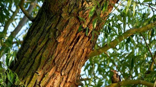 woodpecker feeds its young in a tree hollow
