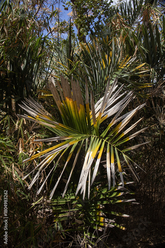 Vegetation Brasil Cerrado