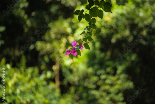 A detailed close-up of natural green foliage, showing the texture and structure of the leaves in soft natural light. A calm and organic nature scene capturing the purity and simplicity of the environm