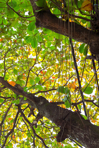 A detailed close-up of natural green foliage, showing the texture and structure of the leaves in soft natural light. A calm and organic nature scene capturing the purity and simplicity of the environm