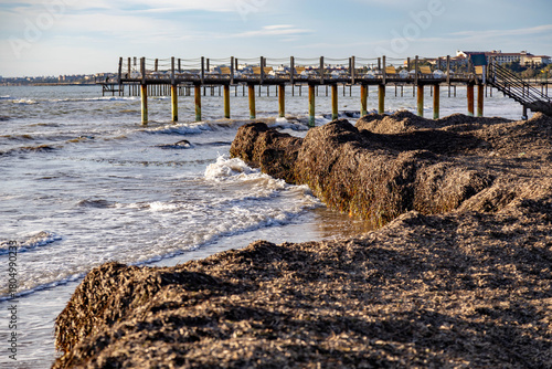 Fototapeta Naklejka Na Ścianę i Meble -  A ridge of dark seaweed washed ashore by a storm forms dramatic patterns on the sandy beach, with hotel sundecks visible in the background under clear Mediterranean sky. Side, Antalya, Turkey.

