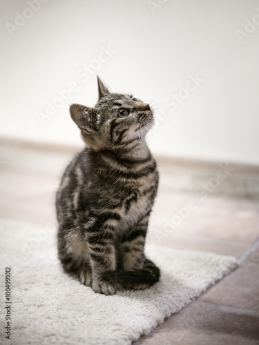 Adorable tabby kitten sitting on a white rug indoors, looking up with curiosity. Clean background and soft natural light.