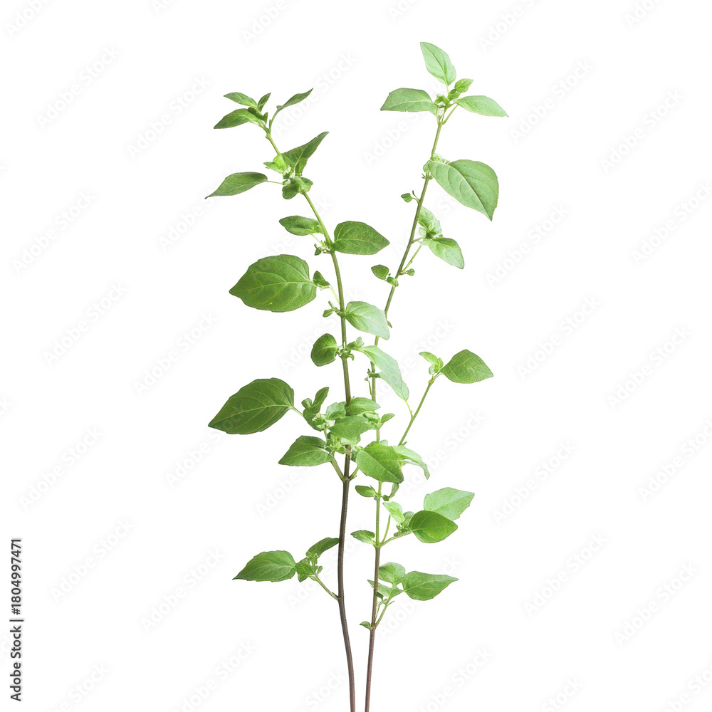 Obraz premium A vine featuring numerous green leaves, elegantly twisting and reaching for sunlight, isolated on transparent background