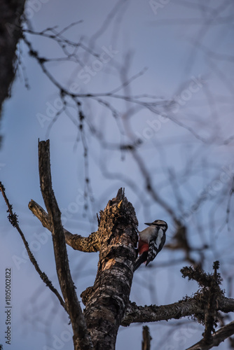A woodpecker working on an old birch tree in the forests of Finland