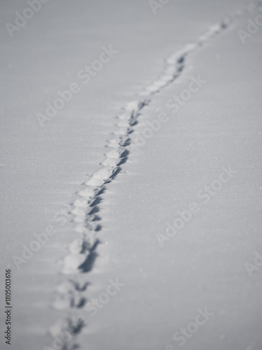 Animal tracks in the snow on the ice of a frozen lake in Central Finland in winter