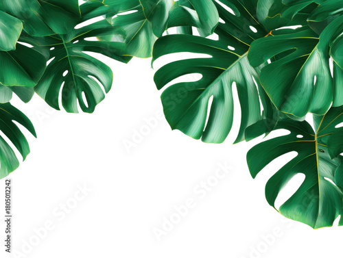 Lush Monstera Deliciosa Leaves Frame Tropical Background Element Design with Detailed Foliage Vibrant Green Tones Ideal for Exotic Botanical Themes Isolated On Transparent Backdrop