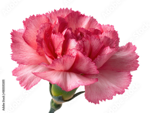 Detailed Pink Carnation Flower Head with Ruffled Petals and Subtle Color Gradient on Transparent Background for Botanical Illustrations and Designs 200 Chars