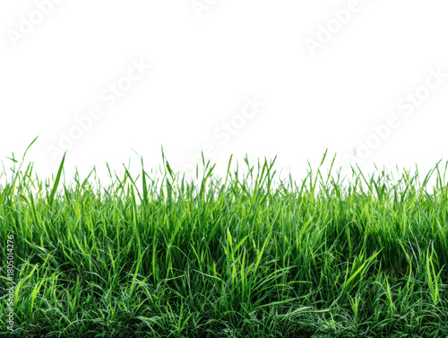 Lush Green Grass Blades Over Gray Backdrop Grassy Field Meadow Texture Lawn Close Up View Natural Plant Growth Pasture Land Flora Outdoor Environment Ecology