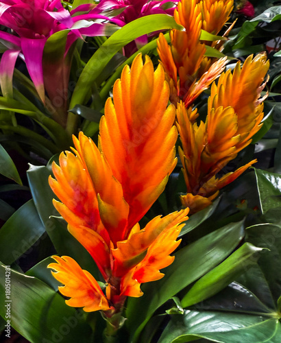 Slika na platnu Vibrant orange bromeliad flowers in tropical arrangement