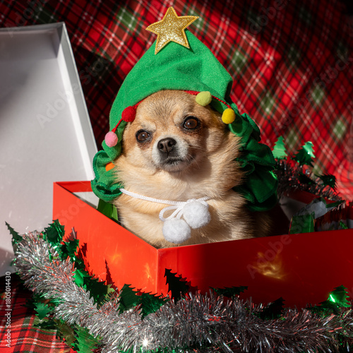 Adorable Chihuahua dog wearing a festive Christmas tree costume and sitting in a red gift box.